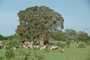 meguet gardien troupeau