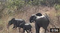 Tambaga visite reserve arly 2014 